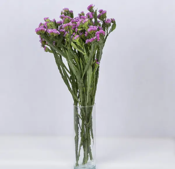 عکس گل رز زنبوری