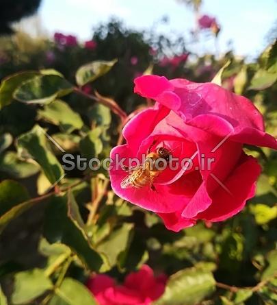 عکس گل رز زنبوری