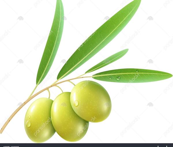 عکس زیتون سبز
