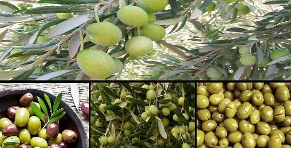 عکس زیتون سبز