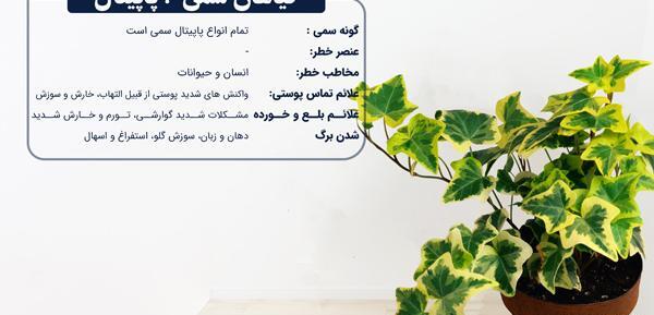 عکس کاکتوس های سمی