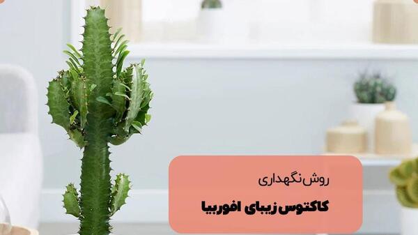 عکس کاکتوس های سمی