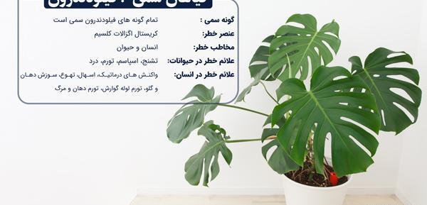 عکس کاکتوس های سمی