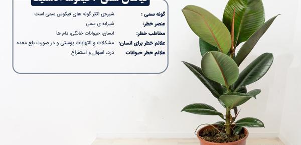 عکس کاکتوس های سمی