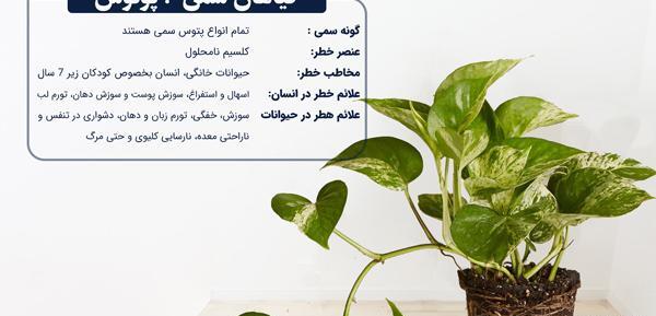 عکس کاکتوس های سمی