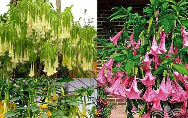 عکس کاکتوس های سمی