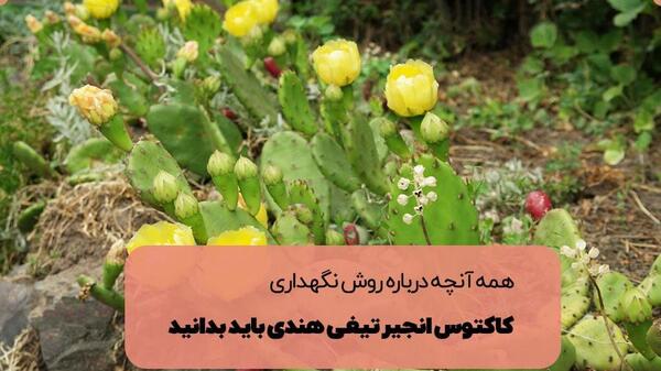 عکس کاکتوس های سمی
