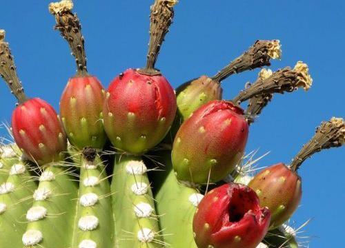 عکس کاکتوس های سمی