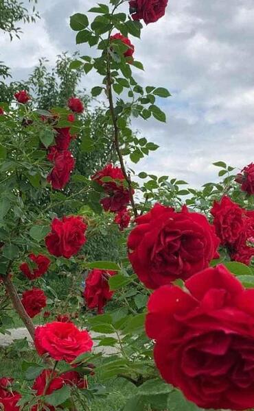 عکسهای زیبای پروفایل گل