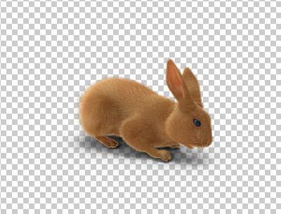 عکس خرگوش قهوه ای