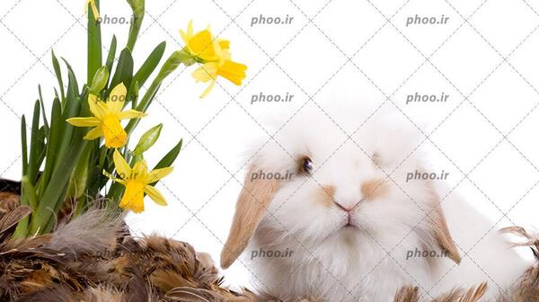 عکس خرگوش قهوه ای