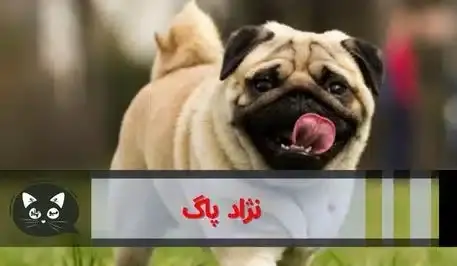عکسهای سگ نژاد پاگ