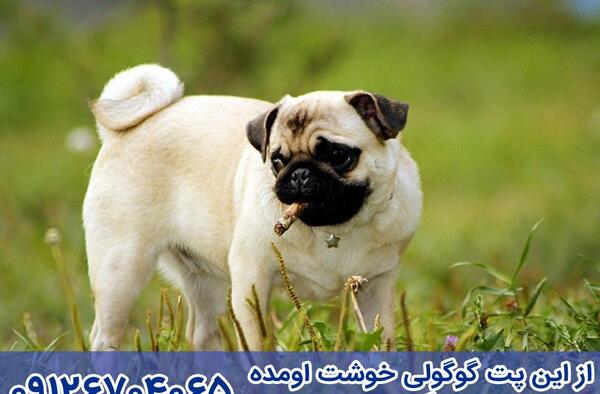 عکسهای سگ نژاد پاگ