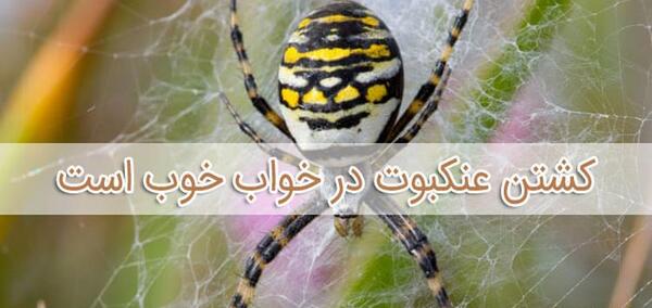 عکس عنکبوت زرد