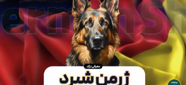 عکس سگ ژرمن شپرد در خانه