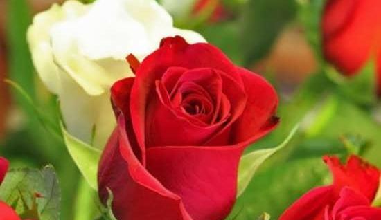عکس گل برای پروفایل آدم های با احساس