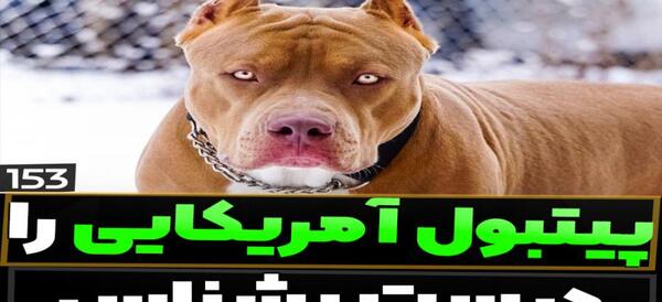عکس سگ آمریکن پیت بول