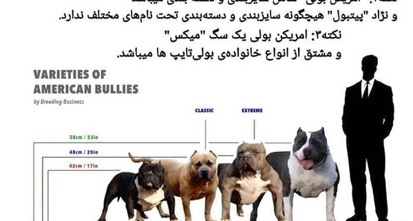 عکس معرفی نژاد سگ پیت بول