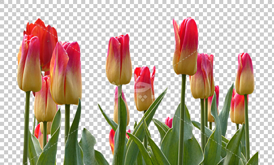 عکس ترنسپرنت