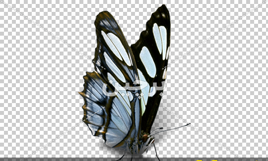 عکس ترنسپرنت