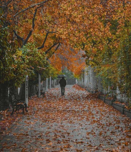 عکس ارم شیراز