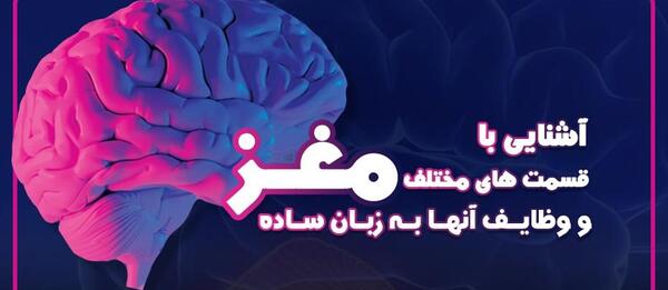 عکس مغز و ذهن