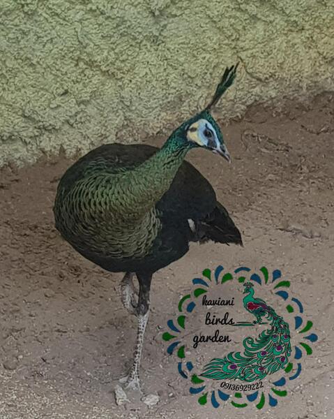 عکس طاووس شکلاتی