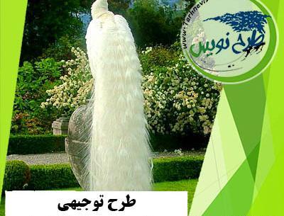 عکس طاووس شکلاتی