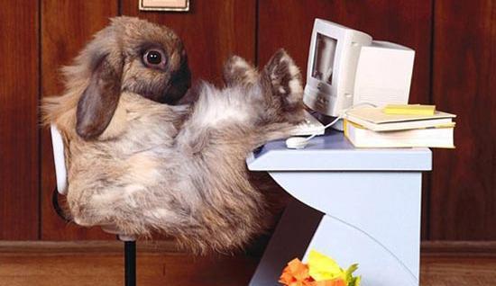 عکس خرگوش ی