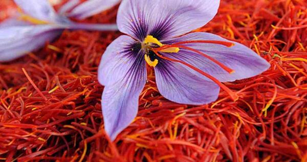 عکس تصویر زعفران وحشی