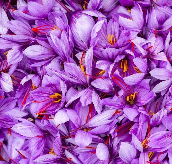 عکس تصویر زعفران وحشی