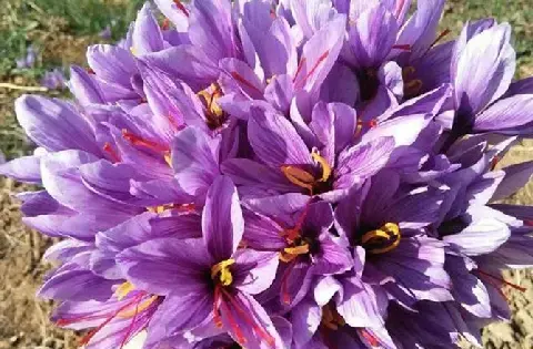 عکس تصویر زعفران وحشی