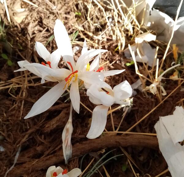 عکس تصویر زعفران وحشی