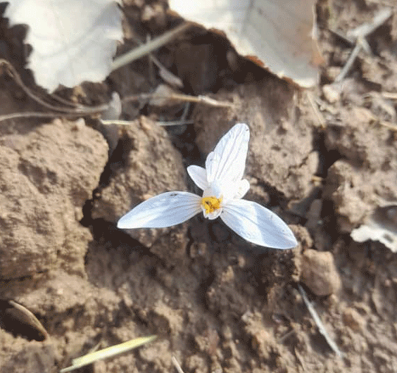 عکس تصویر زعفران وحشی