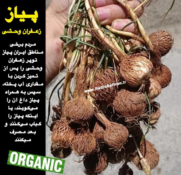 عکس تصویر زعفران وحشی