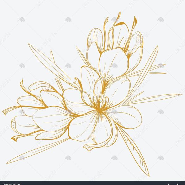 عکس تصویر زعفران وحشی