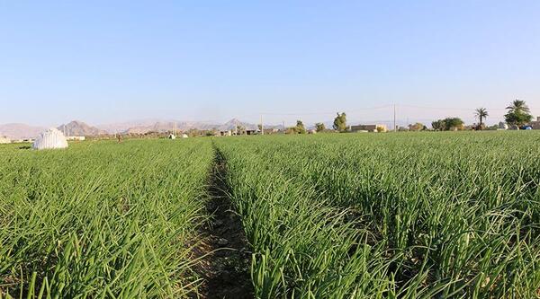 عکس زمین زراعی