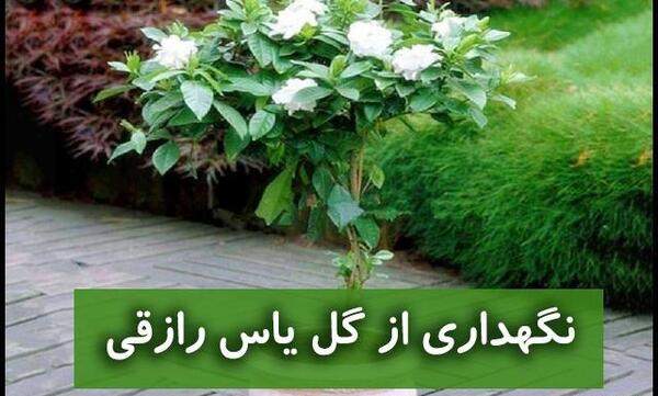 عکس گل یاس عربی