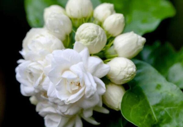 عکس گل یاس عربی