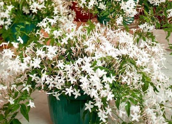 عکس گل یاس عربی