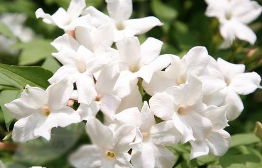عکس گل یاس عربی