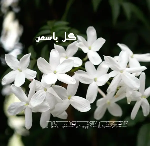 عکس گل یاس عربی