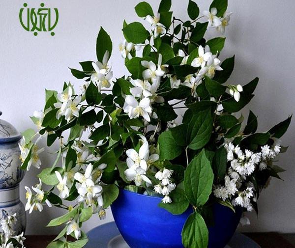 عکس گل یاس عربی