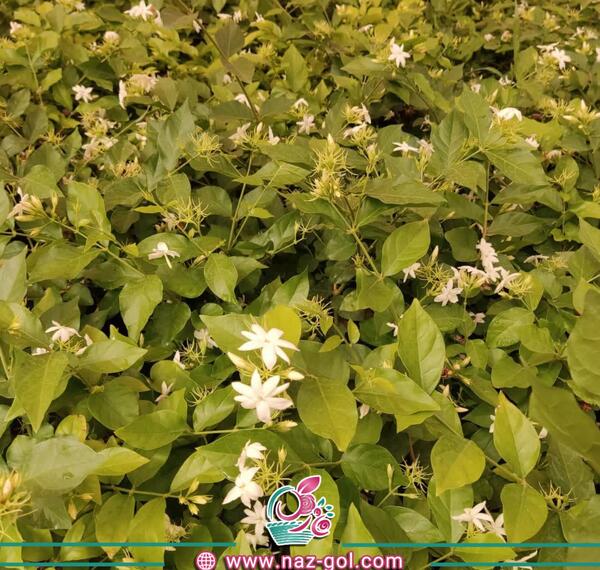 عکس گل یاس عربی