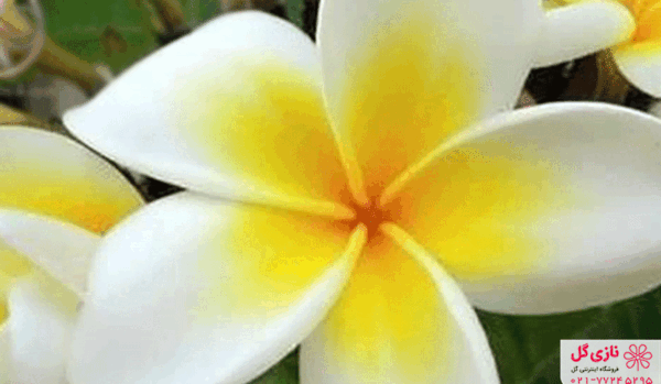 عکس گل یاس عربی