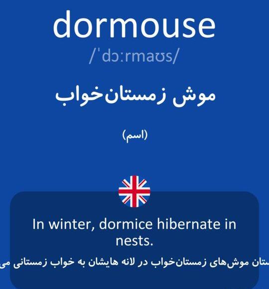 عکس موش زمستان خواب