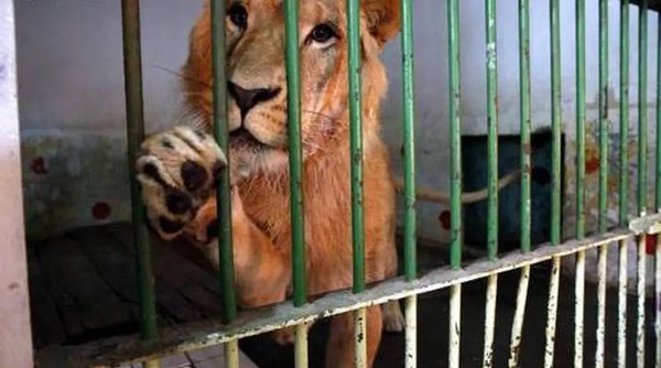 عکس پسر صدام حسین