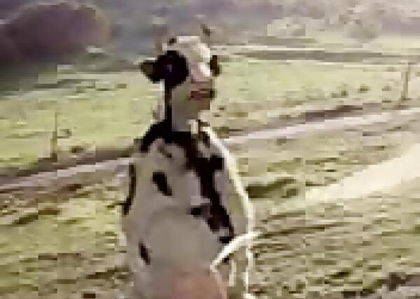 عکس گاو فان