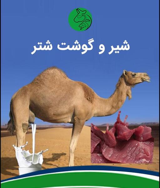 عکس گوشت شتر