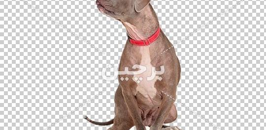 عکس سگ پیت بول هیکلی